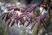 - Acer palmatum x shirasawanum ‘Trompenburg' Japanese Maple - Mr Maple │ Buy Japanese Maple Trees