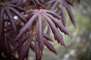 - Acer palmatum x shirasawanum ‘Trompenburg' Japanese Maple - Mr Maple │ Buy Japanese Maple Trees