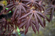 - Acer palmatum x shirasawanum ‘Trompenburg' Japanese Maple - Mr Maple │ Buy Japanese Maple Trees