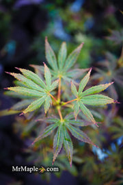 - Acer palmatum x shirasawanum ‘Trompenburg' Japanese Maple - Mr Maple │ Buy Japanese Maple Trees