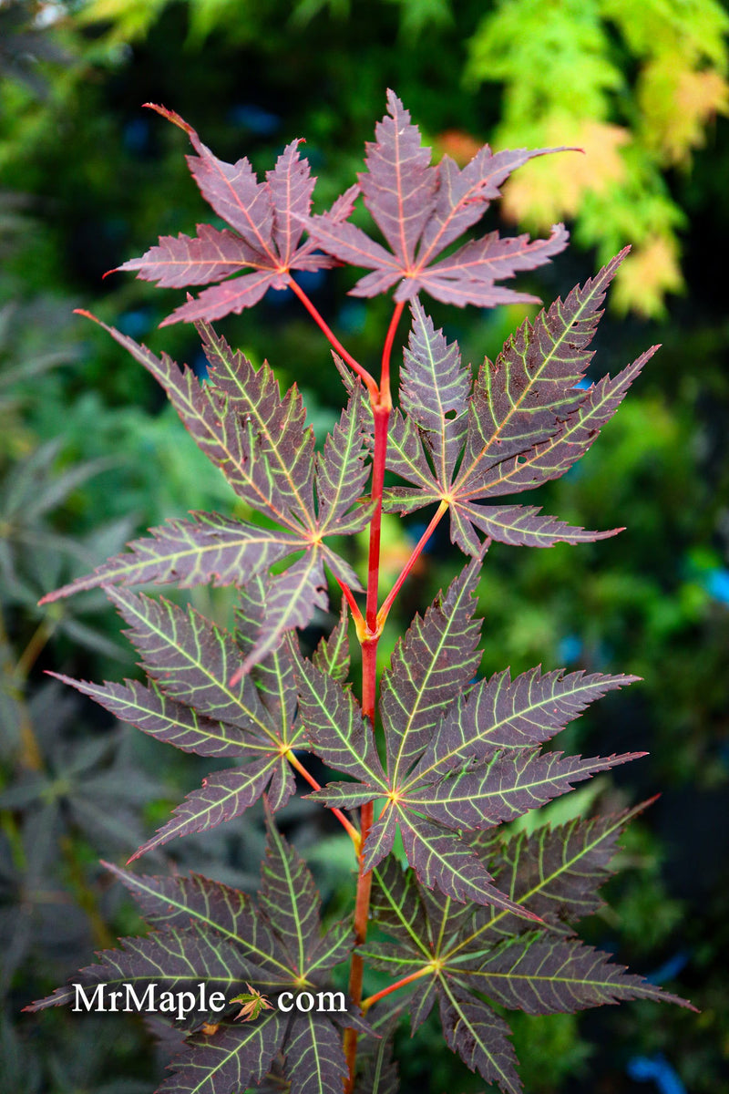 - Acer palmatum x shirasawanum ‘Trompenburg' Japanese Maple - Mr Maple │ Buy Japanese Maple Trees