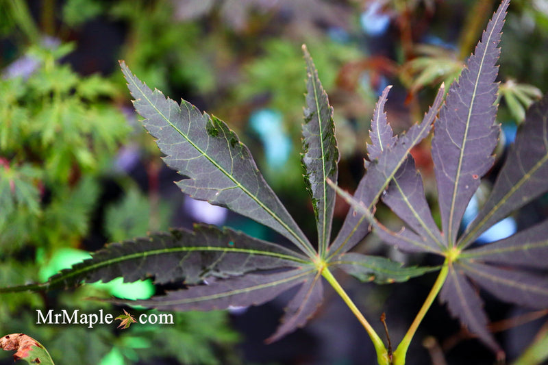 - Acer palmatum x shirasawanum ‘Trompenburg' Japanese Maple - Mr Maple │ Buy Japanese Maple Trees