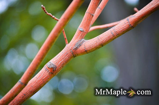 - Acer pensylvanicum 'Erythrocladum' Snakebark maple - Mr Maple │ Buy Japanese Maple Trees