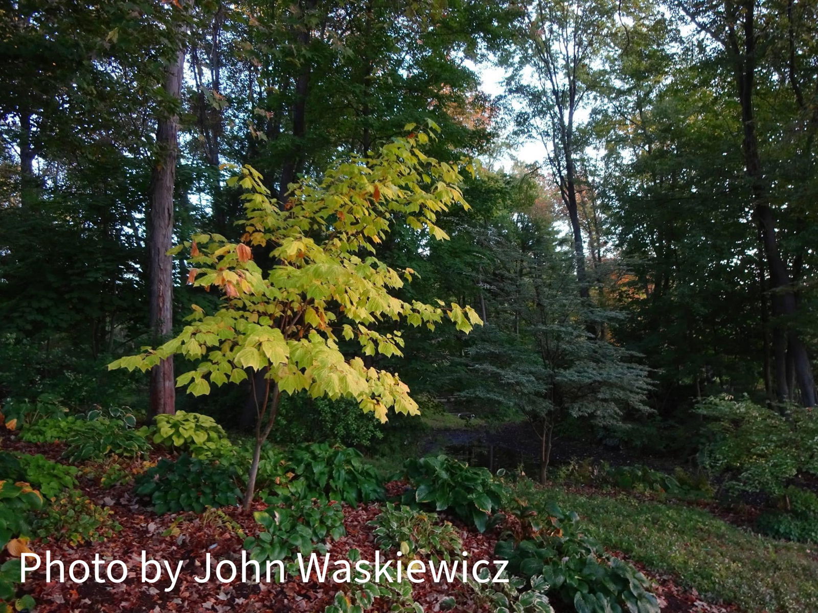 Acer rufinerve 'Erythrocladum' Native Snakebark Maple — Mr Maple