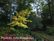 - Acer pensylvanicum 'Erythrocladum' Snakebark maple - Mr Maple │ Buy Japanese Maple Trees