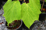 - Acer pensylvanicum 'Erythrocladum' Snakebark maple - Mr Maple │ Buy Japanese Maple Trees
