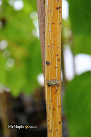 - Acer pensylvanicum 'Erythrocladum' Snakebark maple - Mr Maple │ Buy Japanese Maple Trees