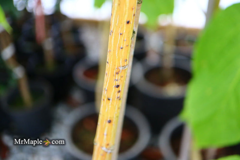 - Acer pensylvanicum 'Erythrocladum' Snakebark maple - Mr Maple │ Buy Japanese Maple Trees