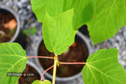 - Acer pensylvanicum 'Erythrocladum' Snakebark maple - Mr Maple │ Buy Japanese Maple Trees