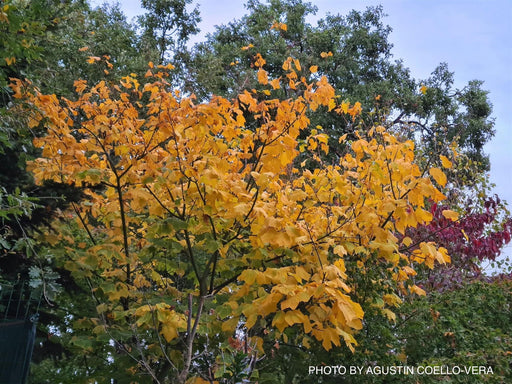 - Acer pensylvanicum Snakebark maple - Mr Maple │ Buy Japanese Maple Trees