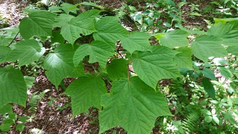 - Acer pensylvanicum Snakebark maple - Mr Maple │ Buy Japanese Maple Trees