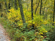 - Acer pensylvanicum Snakebark maple - Mr Maple │ Buy Japanese Maple Trees