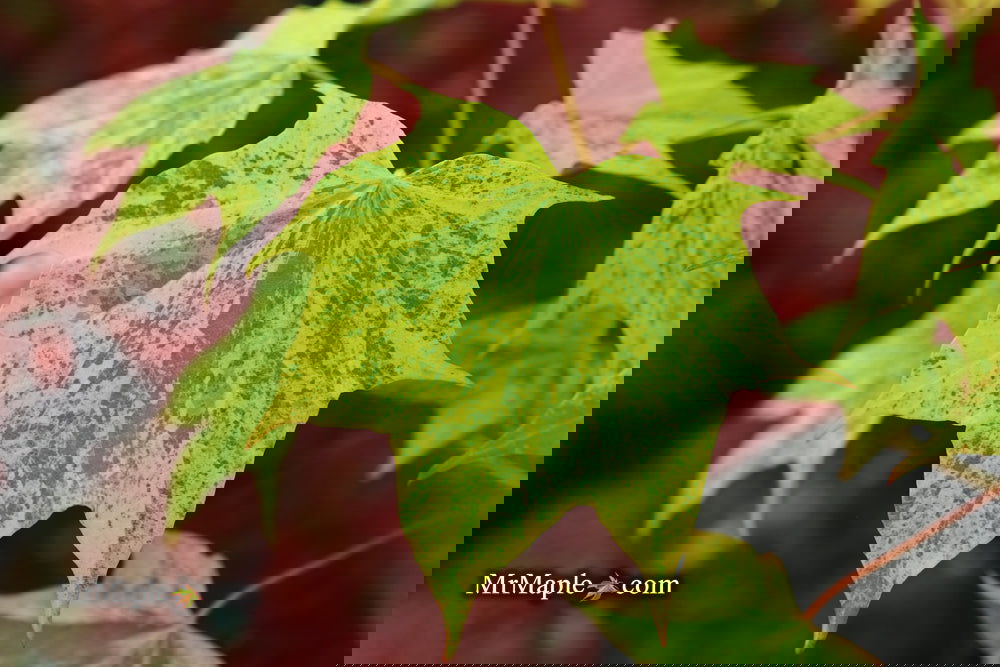 Buy Acer pictum 'Hoshi yadori' Batwing Maple — Mr Maple │ Buy