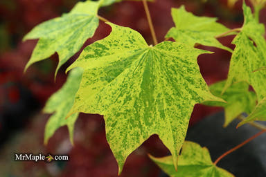 - Acer pictum 'Hoshi yadori' Batwing Maple - Mr Maple │ Buy Japanese Maple Trees