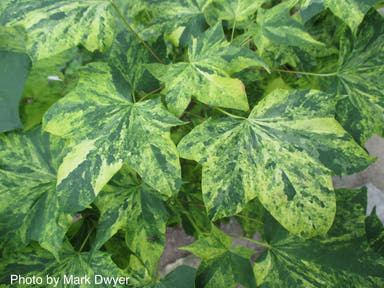 - Acer pictum 'Hoshi yadori' Batwing Maple - Mr Maple │ Buy Japanese Maple Trees