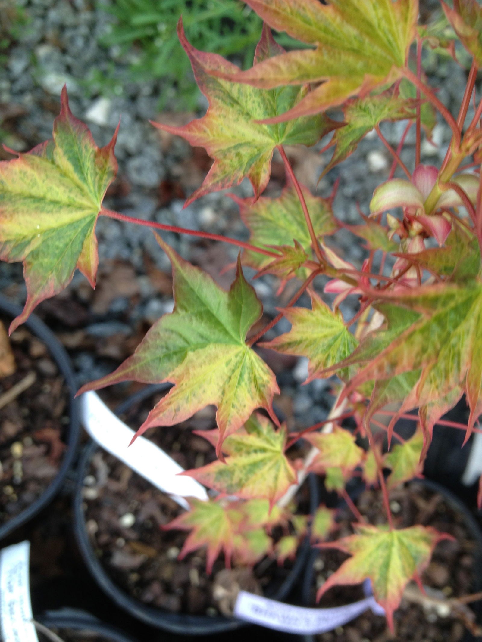 Buy Acer pictum 'Hoshi yadori' Batwing Maple — Mr Maple │ Buy