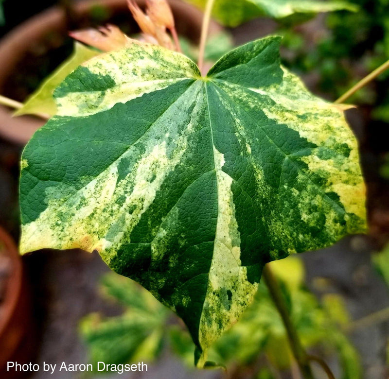- Acer pictum 'Hoshi yadori' Batwing Maple - Mr Maple │ Buy Japanese Maple Trees