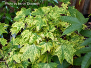 - Acer pictum 'Hoshi yadori' Batwing Maple - Mr Maple │ Buy Japanese Maple Trees