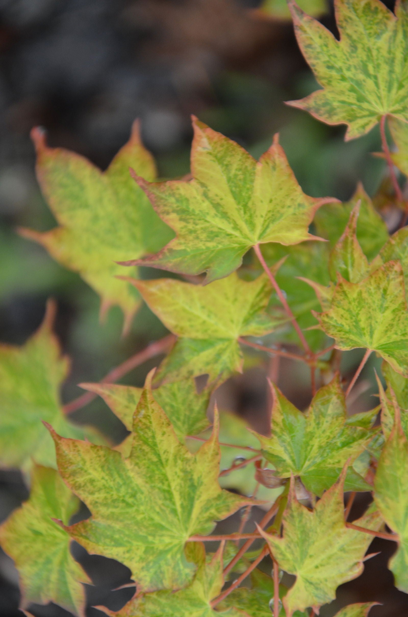 Buy Acer pictum 'Hoshi yadori' Batwing Maple — Mr Maple │ Buy