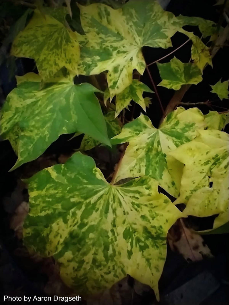 - Acer pictum 'Hoshi yadori' Batwing Maple - Mr Maple │ Buy Japanese Maple Trees