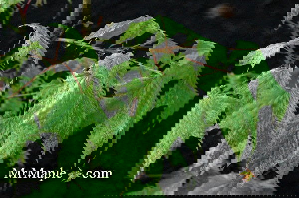 - Acer pictum 'Hoshi yadori' Batwing Maple - Mr Maple │ Buy Japanese Maple Trees