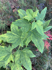 - Acer pictum 'Hoshi yadori' Batwing Maple - Mr Maple │ Buy Japanese Maple Trees