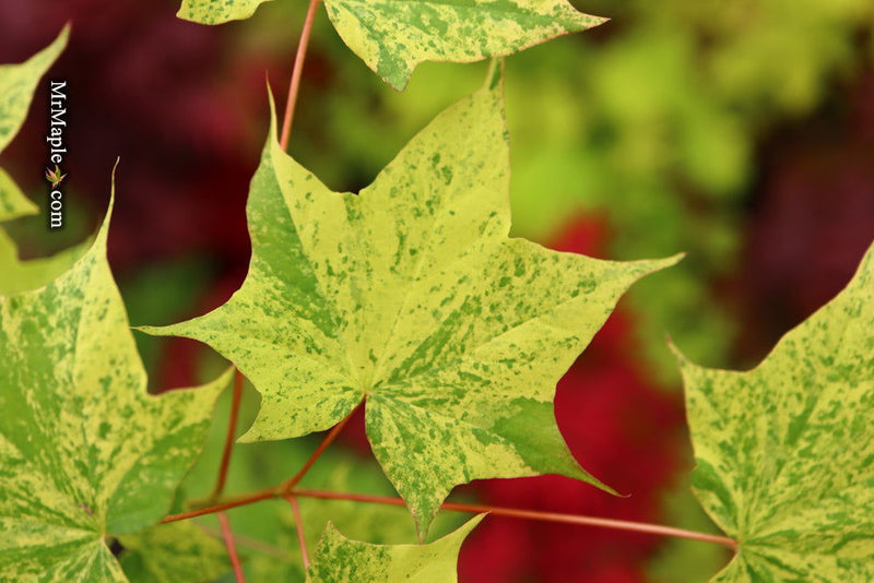 - Acer pictum 'Hoshi yadori' Batwing Maple - Mr Maple │ Buy Japanese Maple Trees