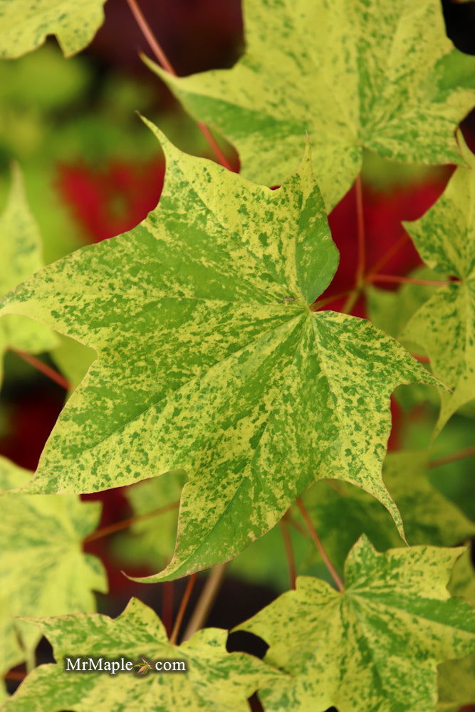 Buy Acer pictum 'Hoshi yadori' Batwing Maple — Mr Maple │ Buy