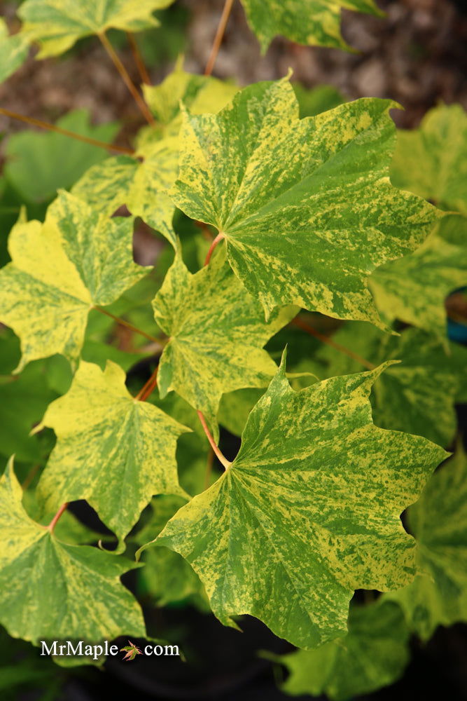 - Acer pictum 'Hoshi yadori' Batwing Maple - Mr Maple │ Buy Japanese Maple Trees