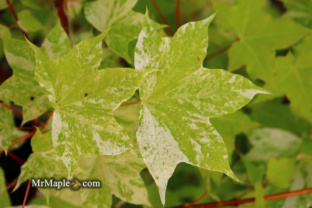 Buy Acer pictum 'Kamisaka nishiki' Batwing Maple — Mr Maple │ Buy