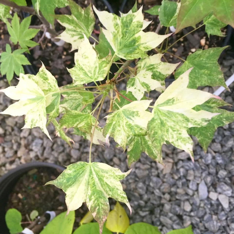 - Acer pictum 'Kamisaka nishiki' Batwing Maple - Mr Maple │ Buy Japanese Maple Trees