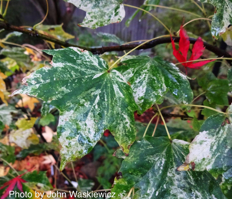 - Acer pictum 'Kamisaka nishiki' Batwing Maple - Mr Maple │ Buy Japanese Maple Trees