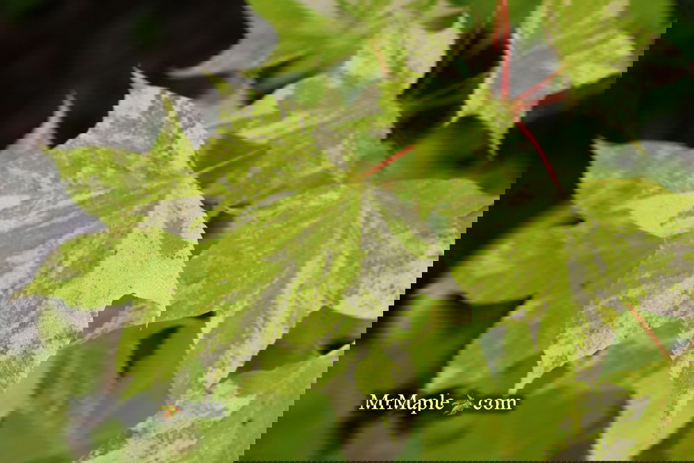 Buy Acer pictum 'Kamisaka nishiki' Batwing Maple — Mr Maple │ Buy