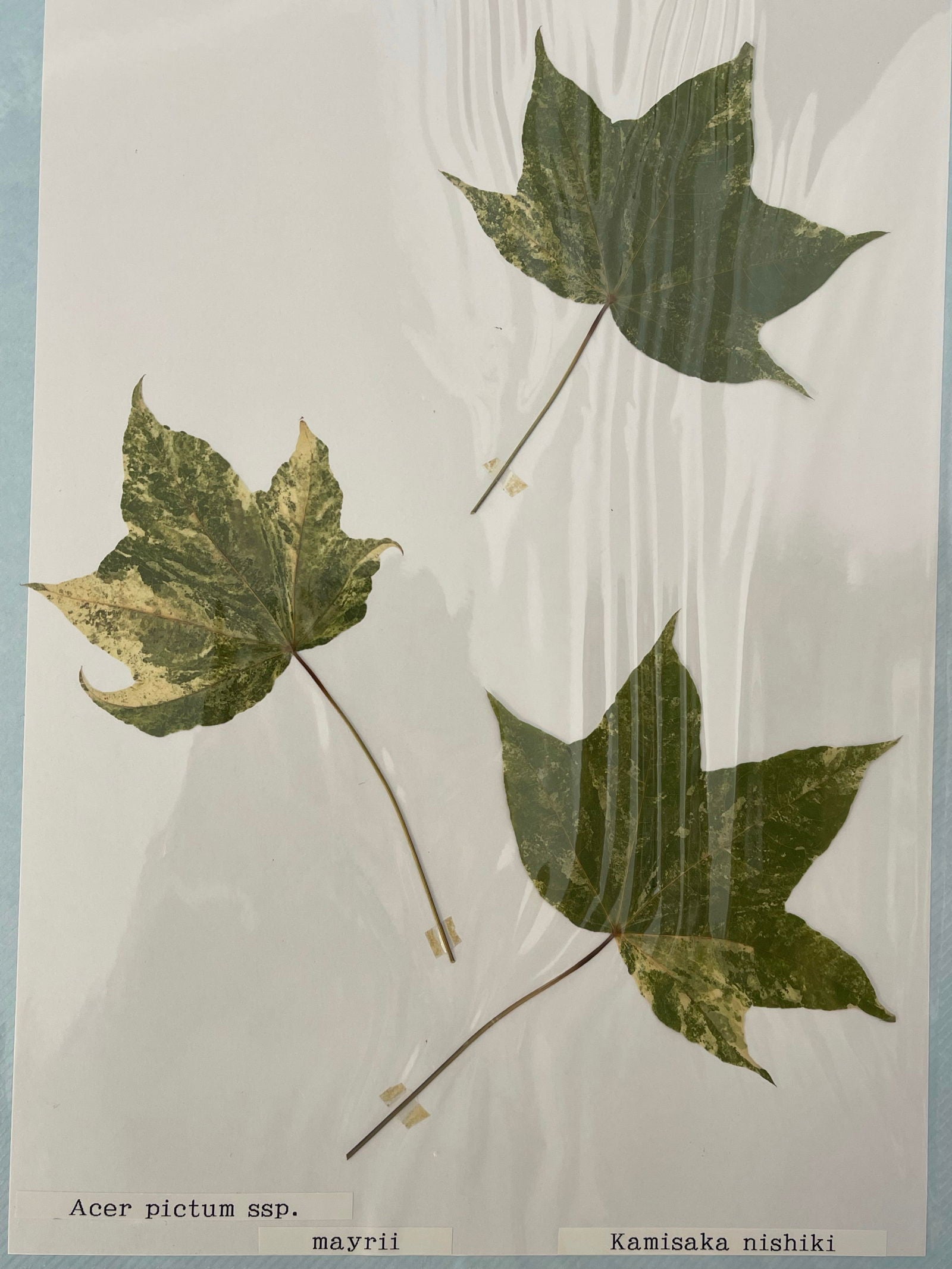 Buy Acer pictum 'Kamisaka nishiki' Batwing Maple — Mr Maple │ Buy