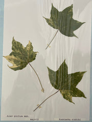 - Acer pictum 'Kamisaka nishiki' Batwing Maple - Mr Maple │ Buy Japanese Maple Trees