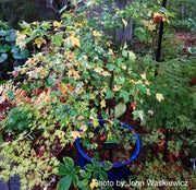 - Acer pictum 'Kamisaka nishiki' Batwing Maple - Mr Maple │ Buy Japanese Maple Trees