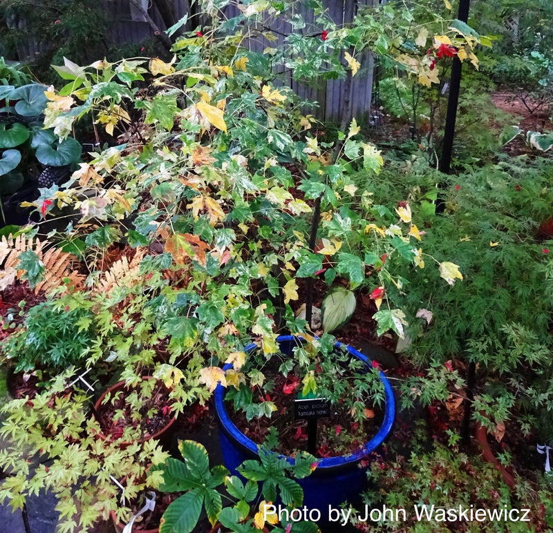 - Acer pictum 'Kamisaka nishiki' Batwing Maple - Mr Maple │ Buy Japanese Maple Trees