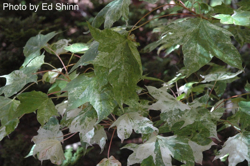 - Acer pictum 'Kamisaka nishiki' Batwing Maple - Mr Maple │ Buy Japanese Maple Trees