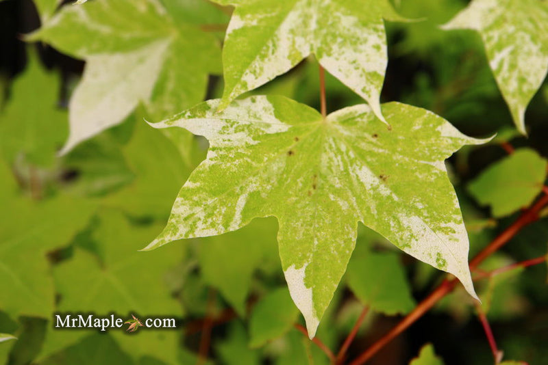 - Acer pictum 'Kamisaka nishiki' Batwing Maple - Mr Maple │ Buy Japanese Maple Trees