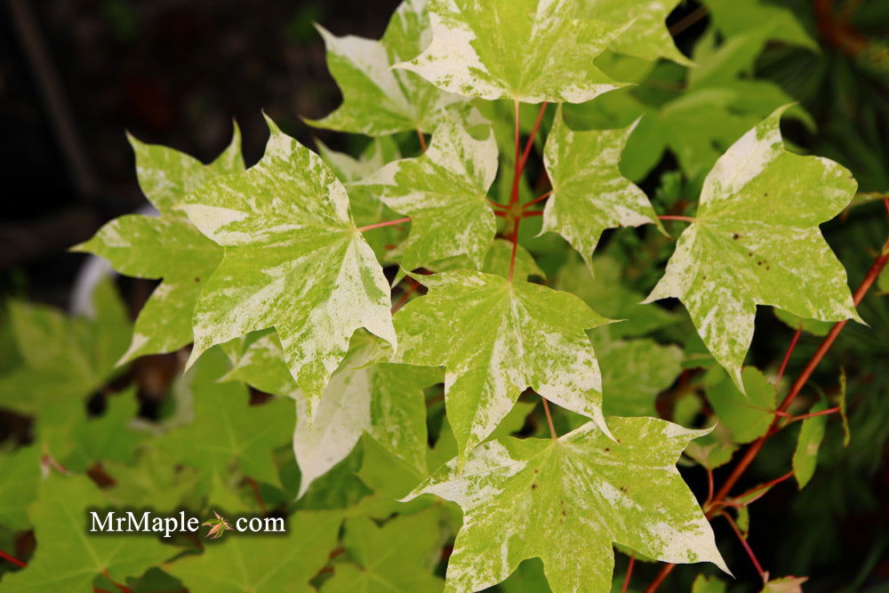 Buy Acer pictum 'Kamisaka nishiki' Batwing Maple — Mr Maple │ Buy