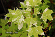 - Acer pictum 'Kamisaka nishiki' Batwing Maple - Mr Maple │ Buy Japanese Maple Trees
