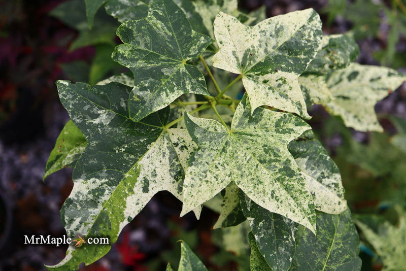 - Acer pictum 'Kamisaka nishiki' Batwing Maple - Mr Maple │ Buy Japanese Maple Trees