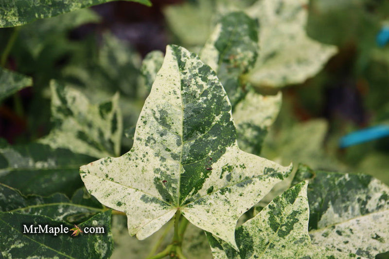 - Acer pictum 'Kamisaka nishiki' Batwing Maple - Mr Maple │ Buy Japanese Maple Trees