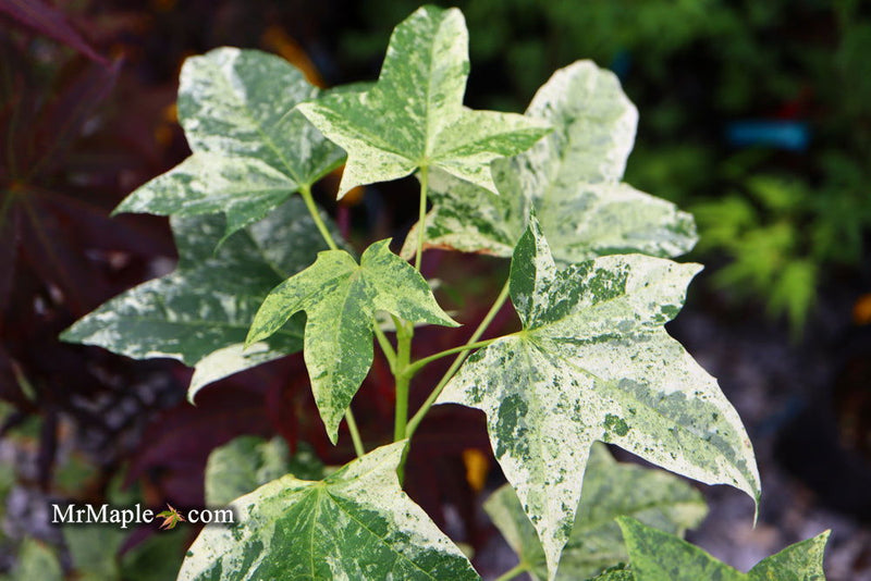 - Acer pictum 'Kamisaka nishiki' Batwing Maple - Mr Maple │ Buy Japanese Maple Trees