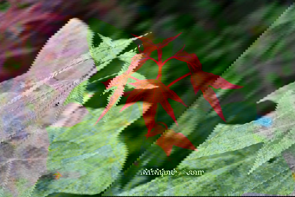 Buy Acer pictum 'Kamisaka nishiki' Batwing Maple — Mr Maple │ Buy