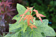 - Acer pictum 'Kamisaka nishiki' Batwing Maple - Mr Maple │ Buy Japanese Maple Trees