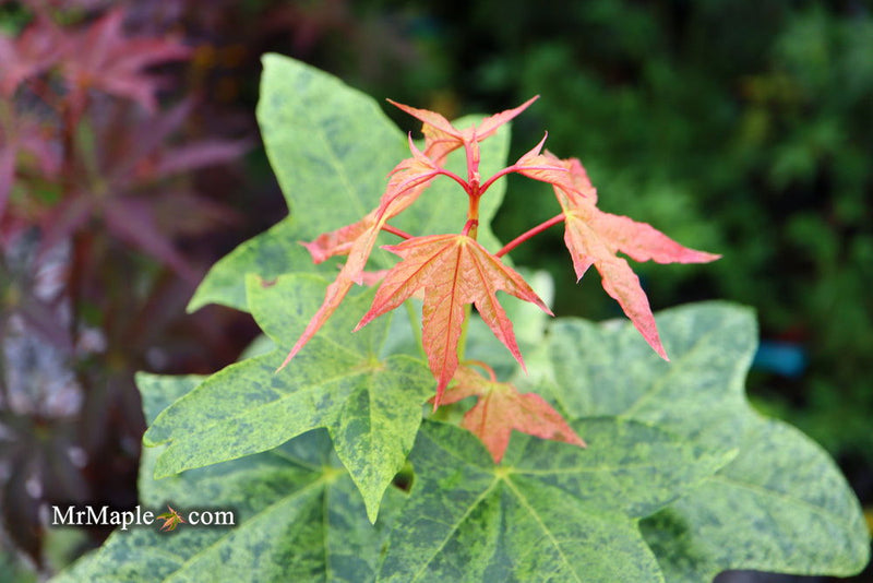 - Acer pictum 'Kamisaka nishiki' Batwing Maple - Mr Maple │ Buy Japanese Maple Trees
