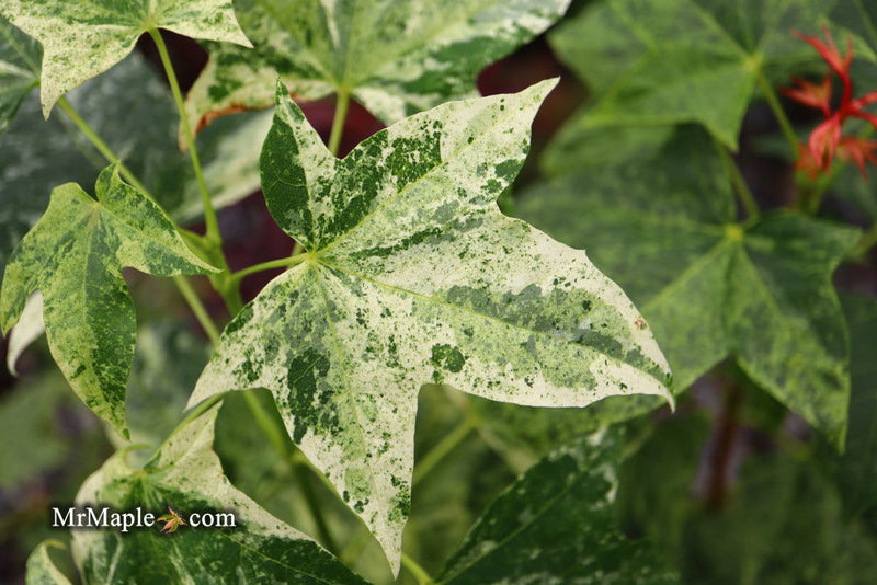 - Acer pictum 'Kamisaka nishiki' Batwing Maple - Mr Maple │ Buy Japanese Maple Trees