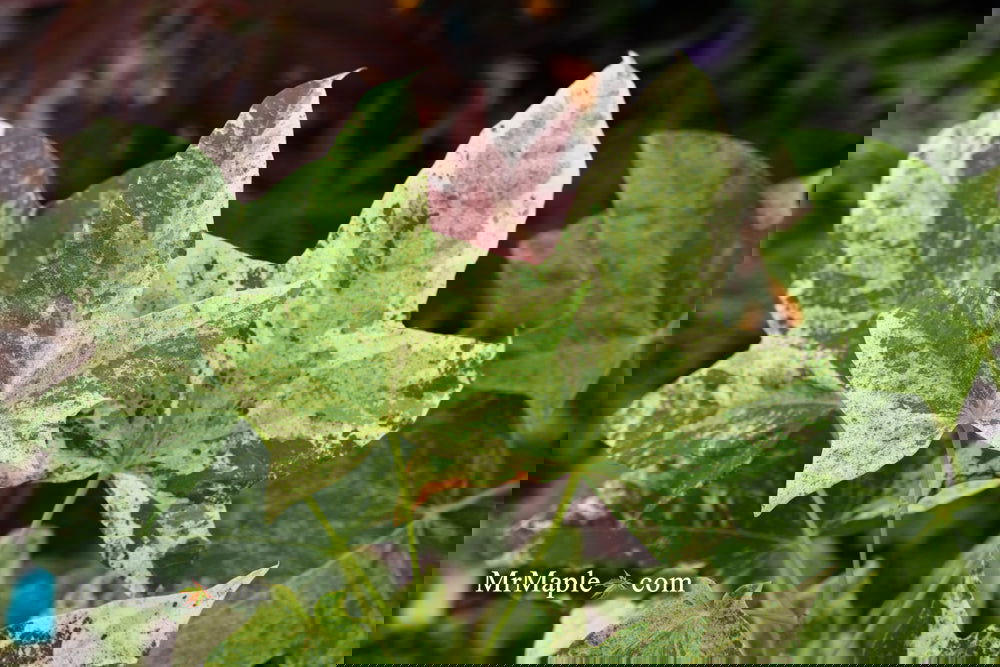 Buy Acer pictum 'Kamisaka nishiki' Batwing Maple — Mr Maple │ Buy