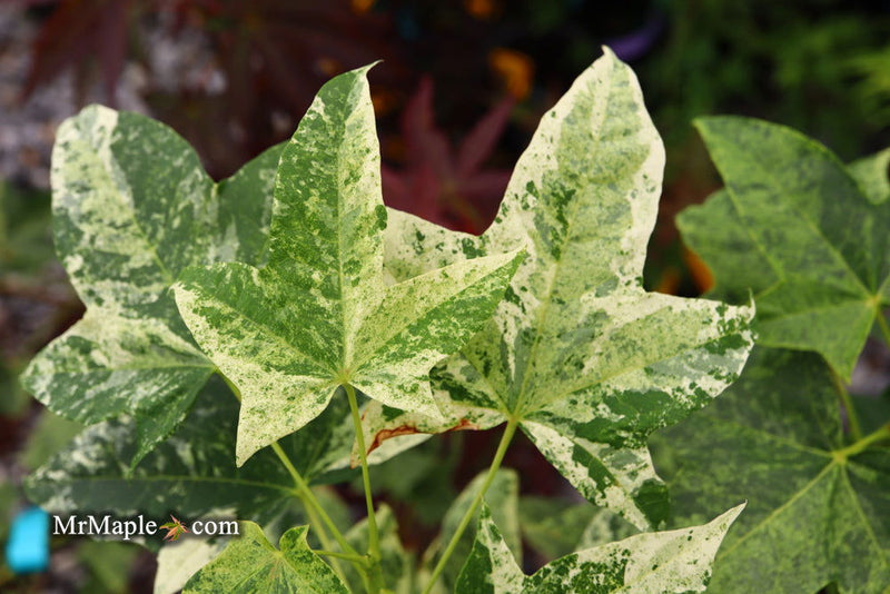 - Acer pictum 'Kamisaka nishiki' Batwing Maple - Mr Maple │ Buy Japanese Maple Trees